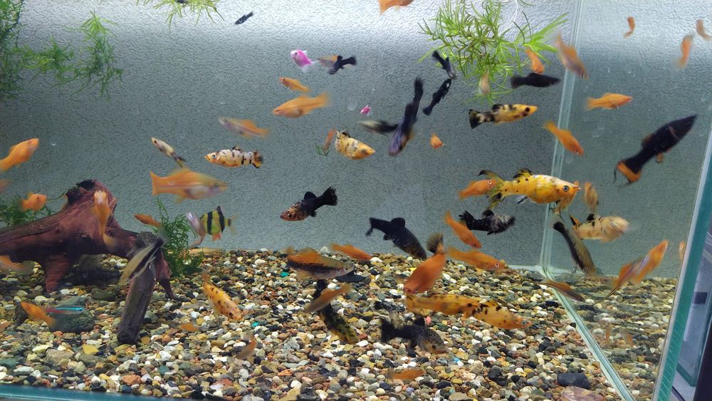 Продам рыбок и растения без со2