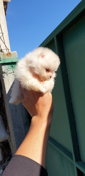 Померан мини мини