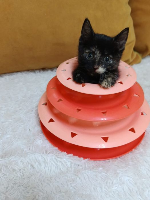 Котёнок девочка в добрые ручки