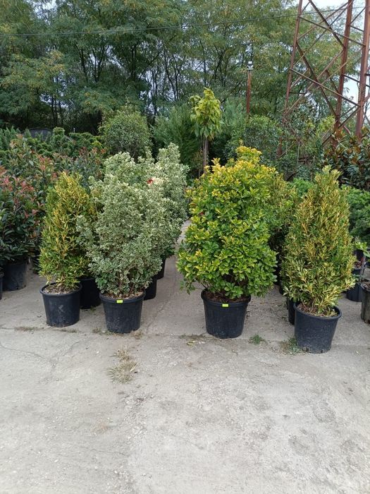 Vindem plante ornamentale preț bun transport gratuit la domiciliu