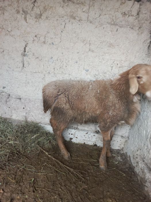 Қошқар сатылады Арашан порода