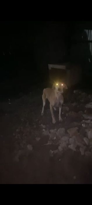 Шашақ тазы мен грейден түскен