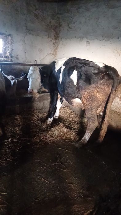 Vaci și jurinci gestante