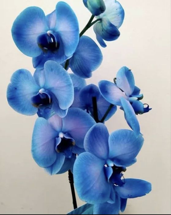 Королевская Синяя Орхидея