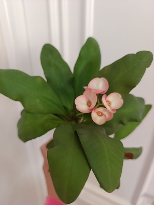 Продаётся Молочай