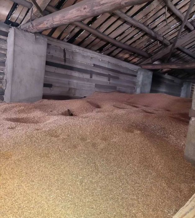 Продам зерно ячмень,