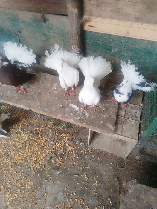 Porumbei de vânzare