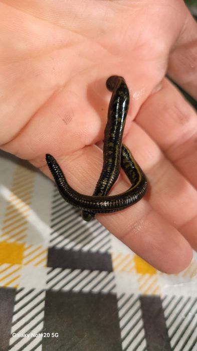 Zuluklar Rasseske optim narxda sifatle va arzon