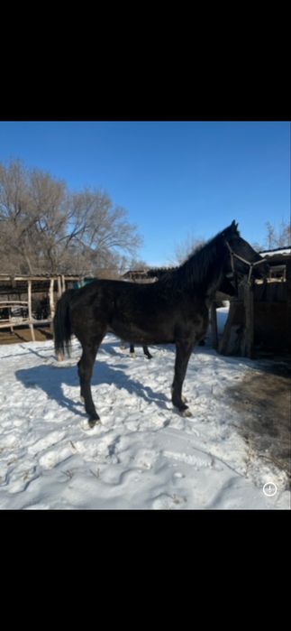 Таза қан бие сатылымда