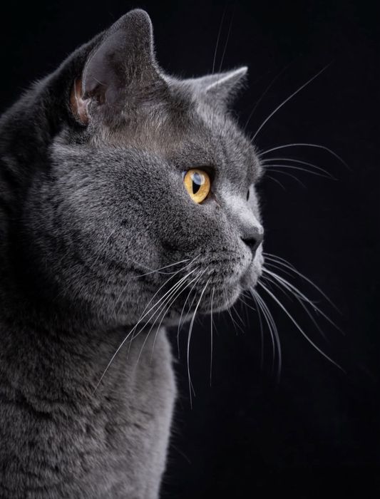 Британски котарак за разплот