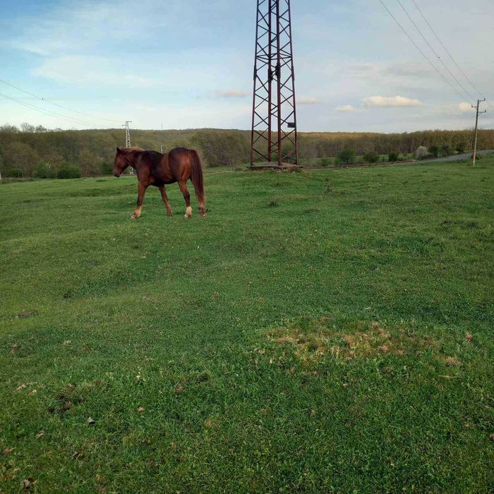 Продавам мъжки жребец