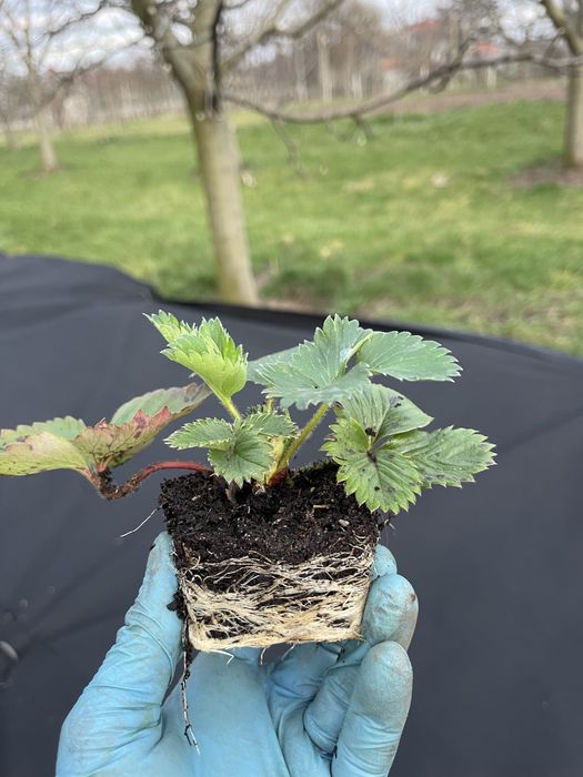 Căpșuni și fragi de padure !!