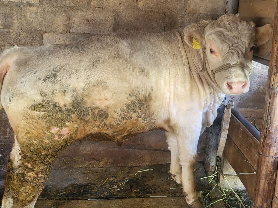 Бык породистый  бык