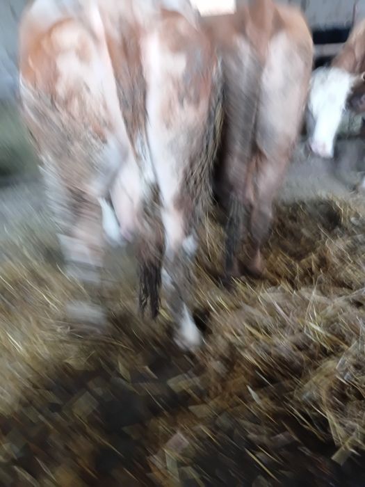 Vand vaca gestanta de 8 luni