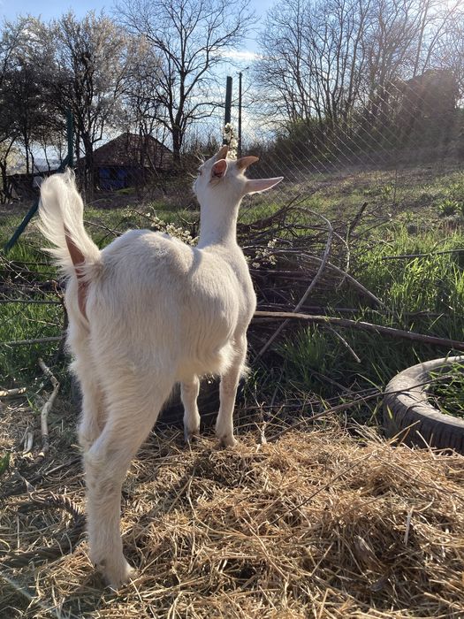 Tapisor de tinut din capra foarte buna de lapte