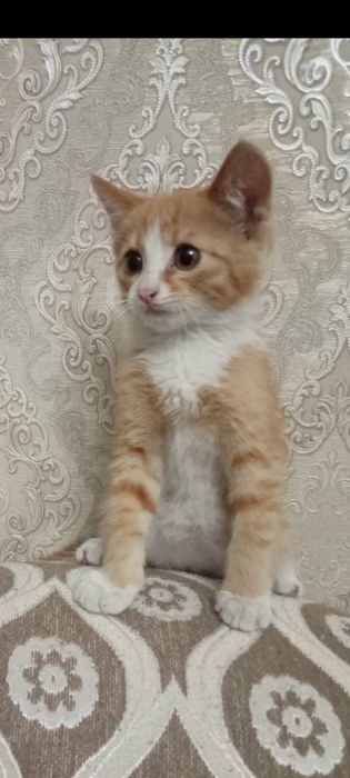 Отдам котёнка бесплатно мальчика