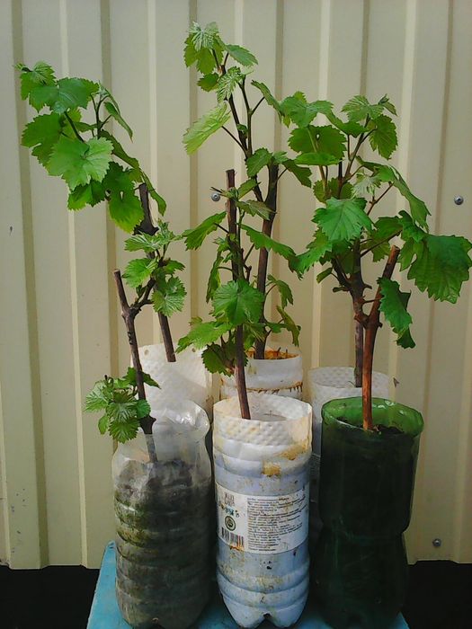 Виноград саженцы.