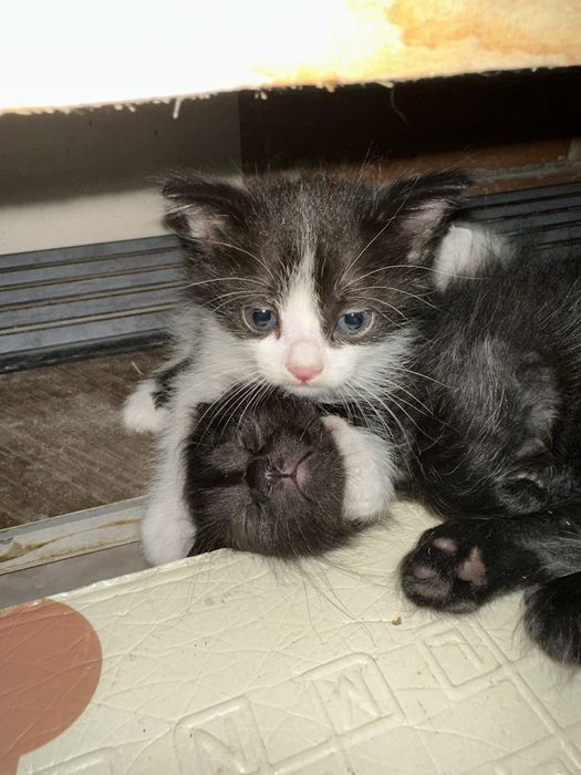 Отдам котят бесплатно!