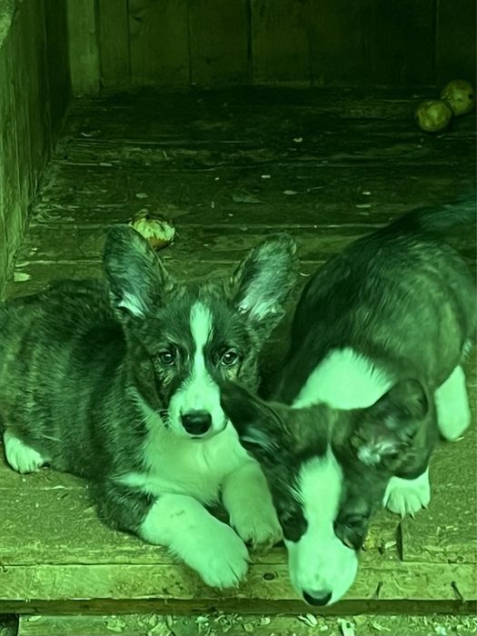 Вельш корги кардиган