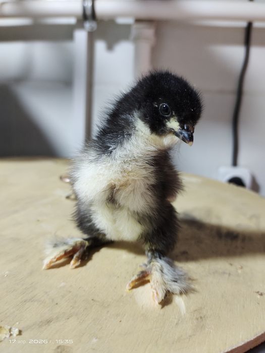 Яйца Брама тухум для инкубации