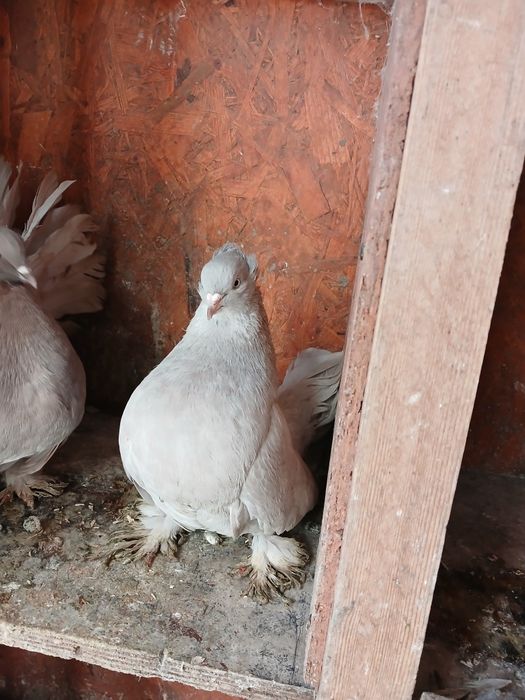 Porumbei de ornament