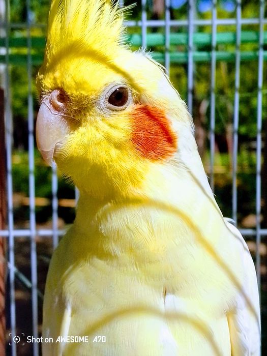Karela tuti qushi juftlik