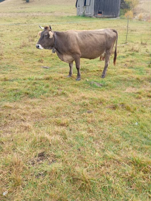 Vaca cu lapte ….