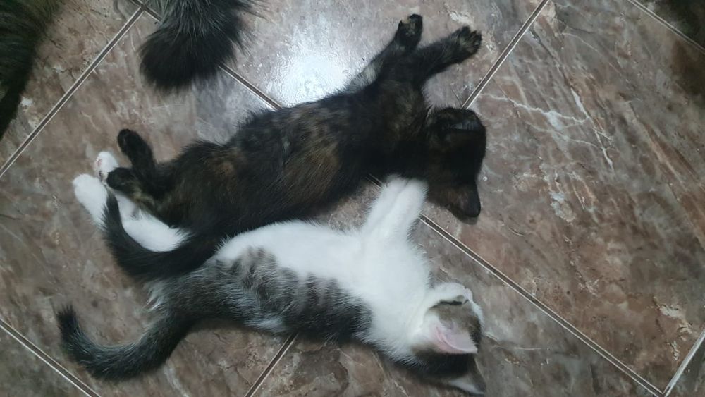 Отдам котят даром