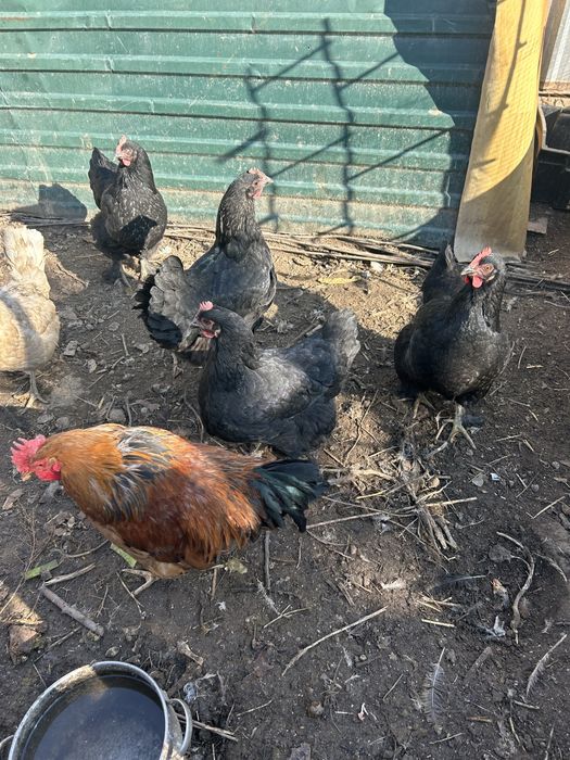 Продам чёрных кур. Откормленные, хорошие. Можно на лечению. Срочно про