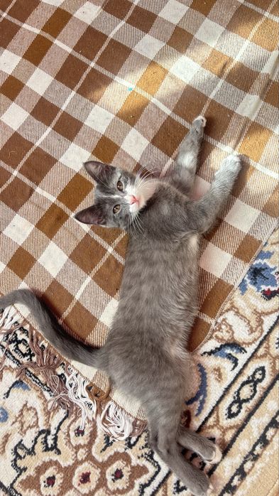 Кошка отдам в добрые руки