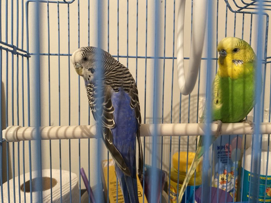 Папугай жағыдайы жақсы