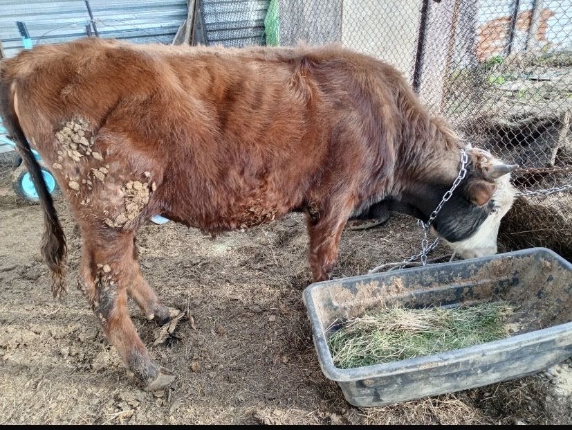 В продаже бык.производитель.