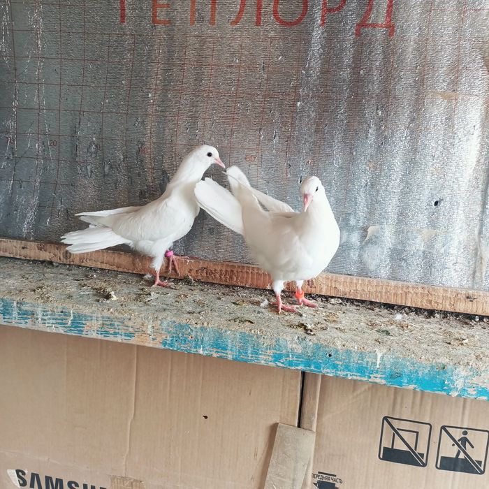 Широкохвостые белый