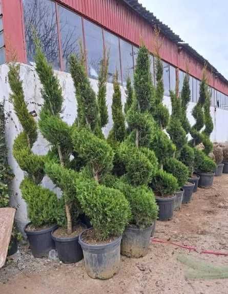 Vand Plante cu Forme, Spirale , PonPon , Etajate. Calitate extra cu transport gratuit si Plata la livrare