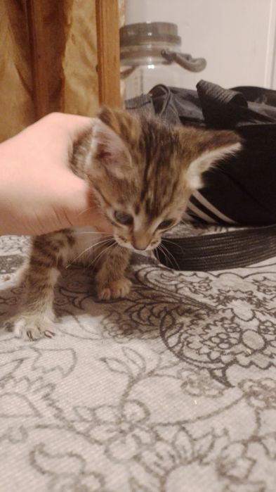Отдадим котят в добрые руки