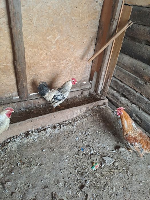 Животный кораздар