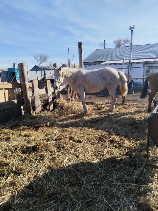 Бұаз бие сатылады семиз