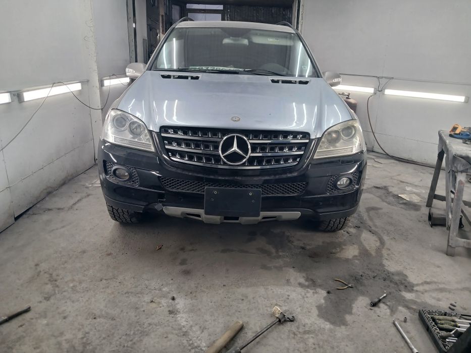 Костоправ моляр, покраска