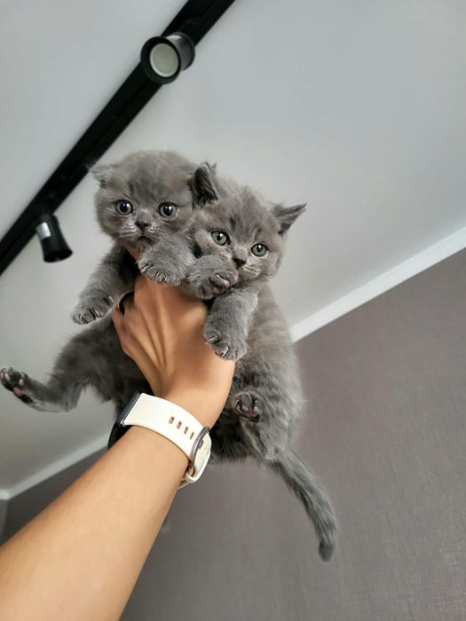 Шотландские Детки .