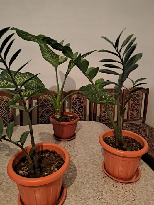 Продам комнатные цветы