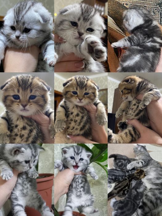 Продаются шикарные мраморята