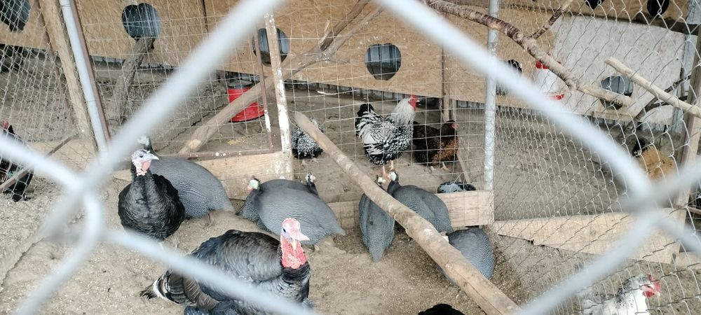 De vânzare 5 bibilici și 1 bibiloi