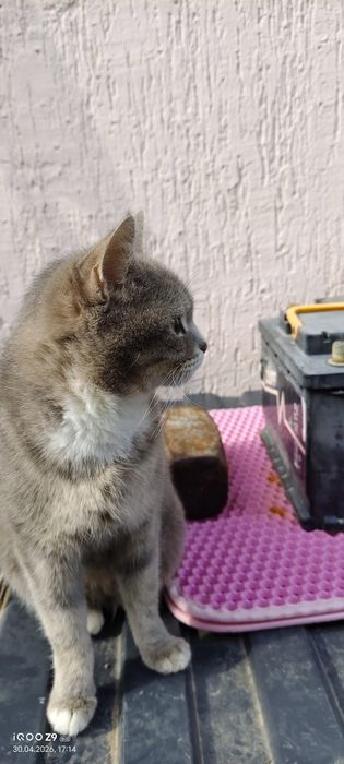 Отдам кошку в добрые руки