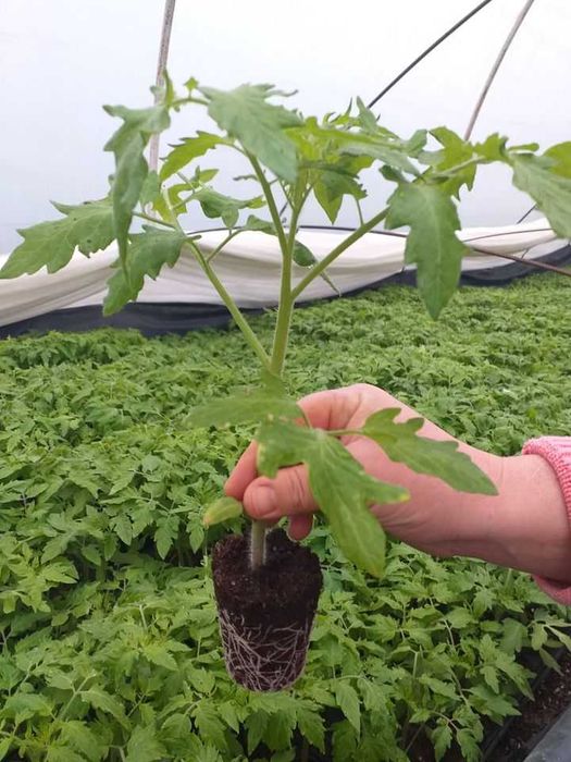 Rasaduri de legume si plante aromatice - de calitate!