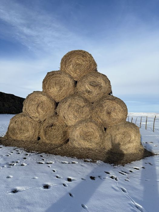 Сено / Шоп / Рулоны.