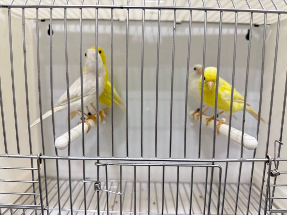 Kanareykalar sotiladi nar moda aralash