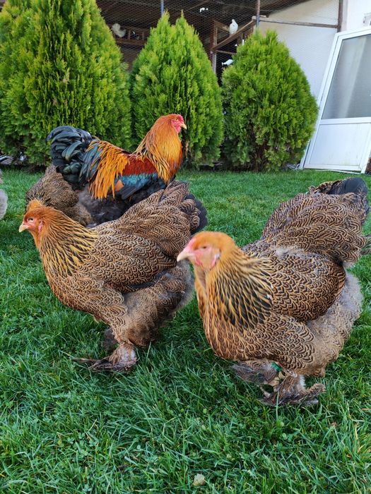 Vând familie Brahma potarnichiu 5+1din 2025