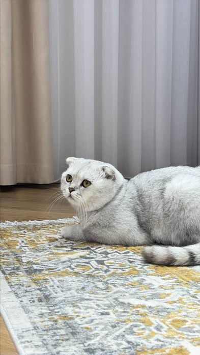 Продается кот! Шотландская вислоухая