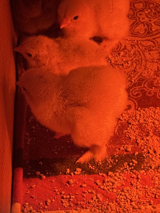 Oua Brahma de incubat