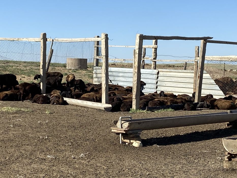 Фазенда қора сатылады